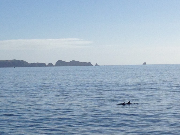 Definitely dolphins :)