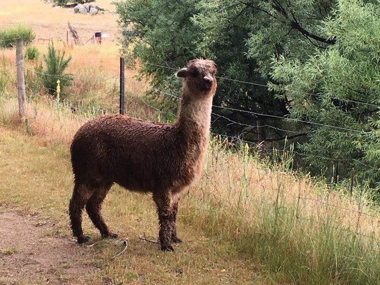 Oh hello Mr Alpaca...please let us past!