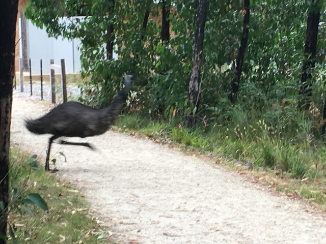 Emu on the run!