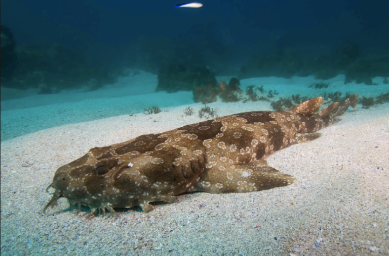 Wobbegong. I like them because they're almost leopard print!